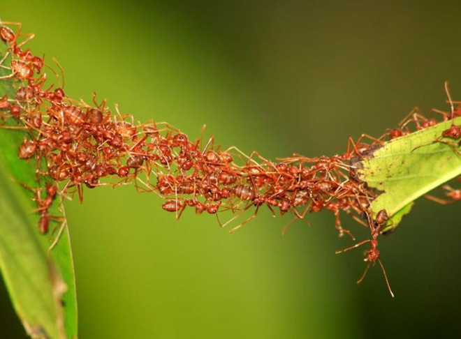 Tinh thần đoàn kết là gì