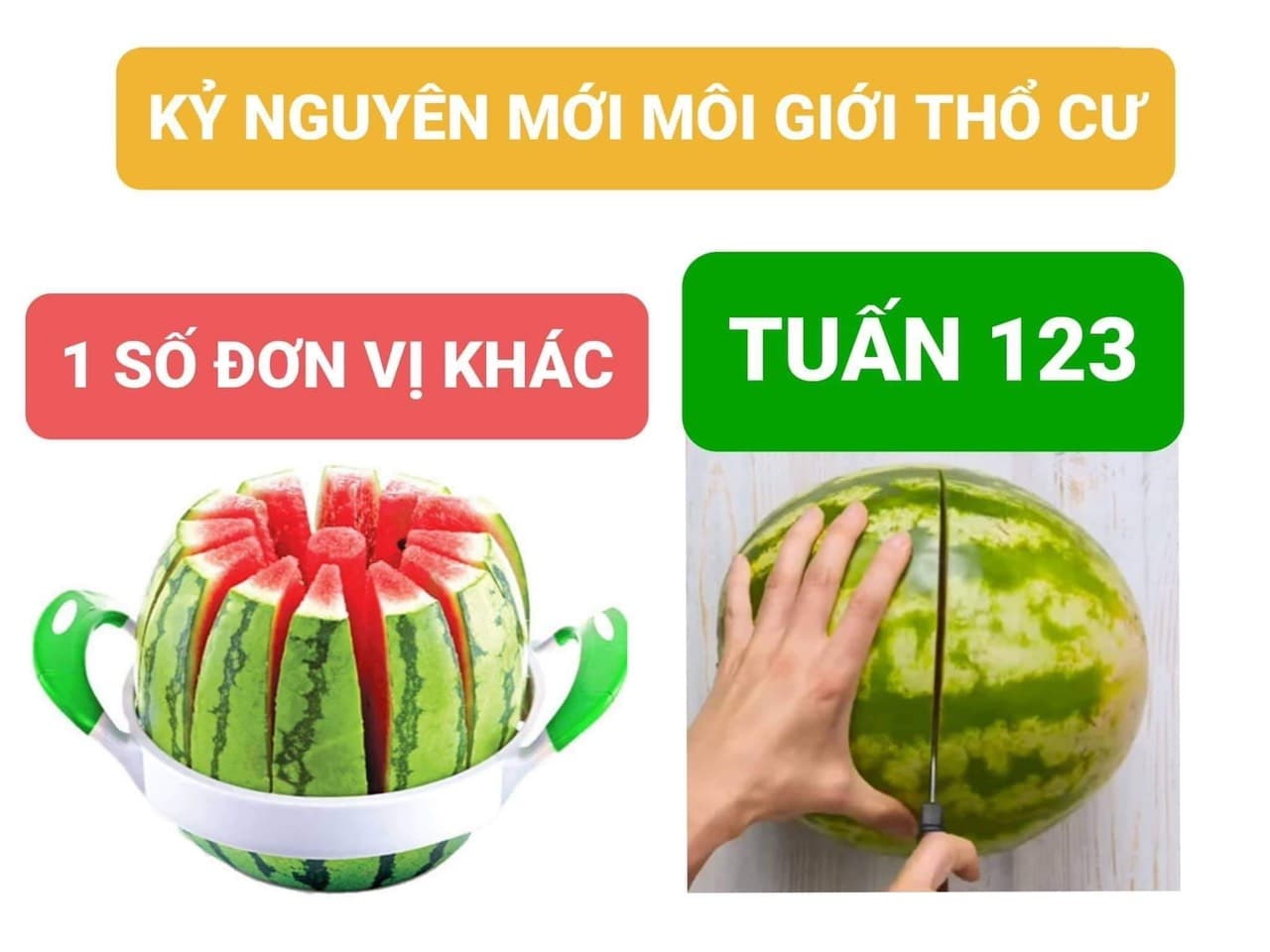 lĩnh vực hoạt động