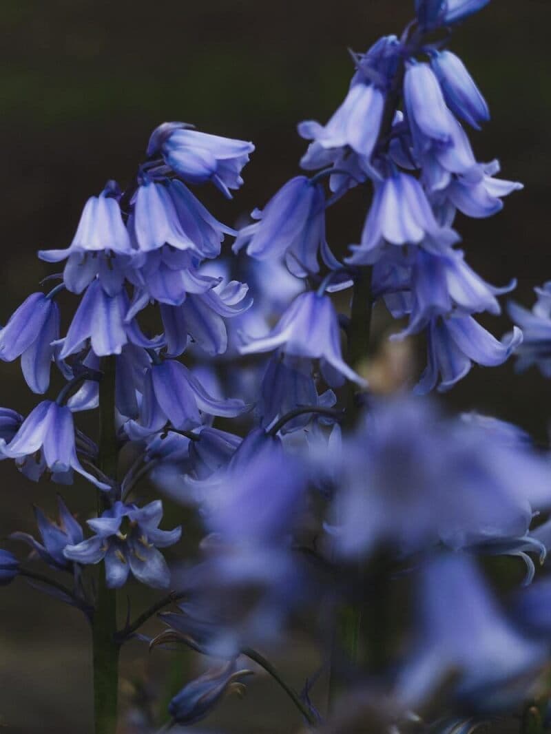 Bluebell là hoa gì? Ý nghĩa của loài hoa đến từ châu Âu