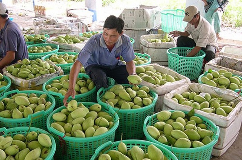 Thực trạng tìm việc làm tại Đồng Tháp 