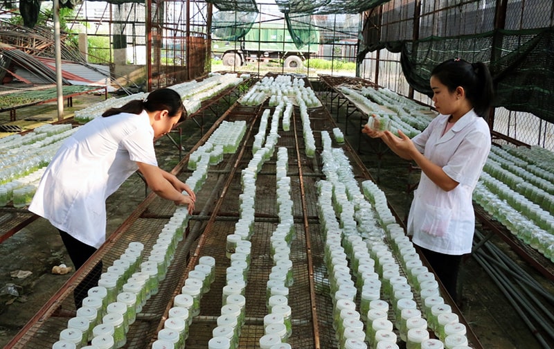 Nhà khoa học nghiên cứu bảo tồn lâm nghiệp