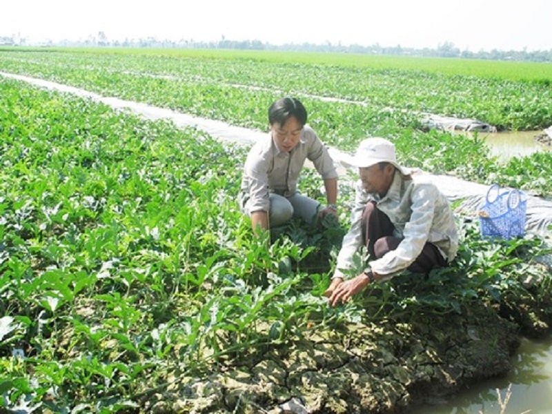 Lao động trong ngành nông nghiệp tỉnh Tiền Giang