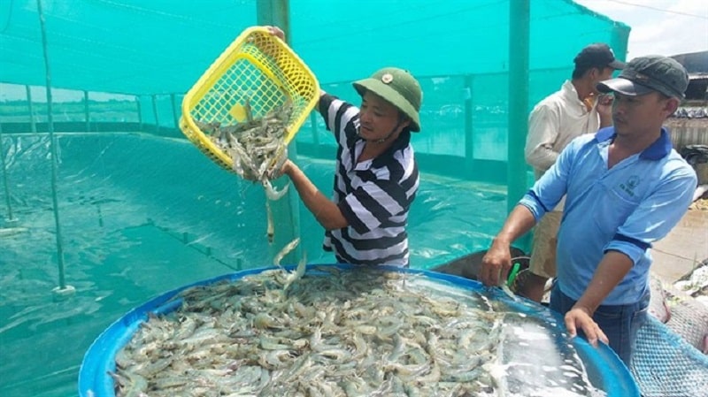 Lao động trong ngành nuôi tôm tại Bến Tre