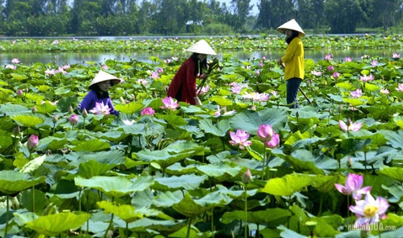 Tìm việc làm tại Đồng Tháp