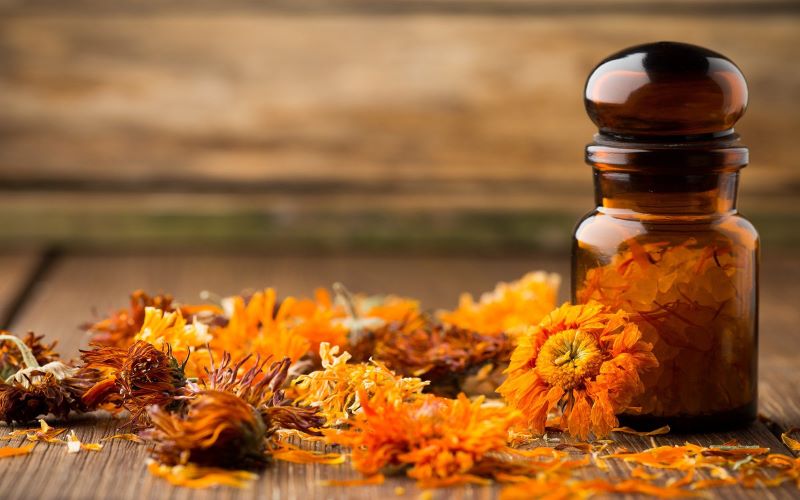 Calendula là gì? Lợi ích tuyệt vời cho sức khoẻ và làm đẹp